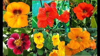 Nasturtiums Growing Uses and Benefits [upl. by Isahella323]