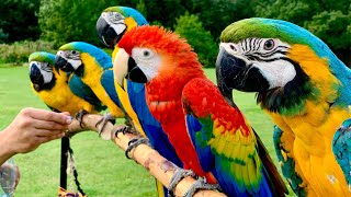 5 Pet Macaw Parrots In Free Flight  Primrose Hill  London [upl. by Tirma]