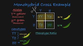 Monohybrid Cross Explained [upl. by Madel]