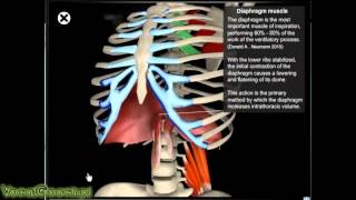 ŚWIADOMY ODDECH  PRACA PRZEPONY [upl. by Small]