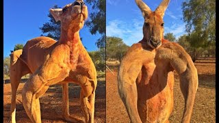 A Really Buff Kangaroo [upl. by Trillby]