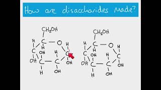 AS Biology  Making and breaking glycosidic bonds [upl. by Scherle311]