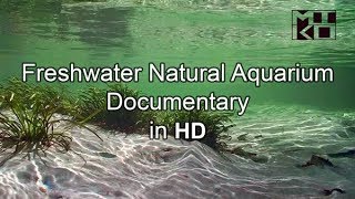 Freshwater Natural Aquarium Documentary HD Mikolji [upl. by Ettenoitna985]