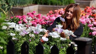 How I Grow Ranunculus amp Anemones  Planting Sunflower amp Zinnia Seeds 🌸🌼💚  Garden Answer [upl. by Flossie]