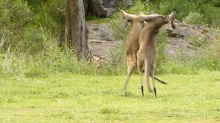 Amazing Kangaroo Fight In Australian Nature Park [upl. by Nenad]