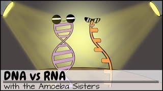 DNA vs RNA Updated [upl. by Rozele]