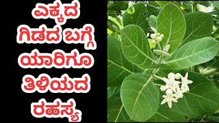 ಎಕ್ಕದ ಗಿಡದ ಬಗ್ಗೆ ಯಾರಿಗೂ ತಿಳಿಯದ ರಹಸ್ಯ  Yekkada Gida Benefits in Kannada  Kannada Health Tips [upl. by Kella10]