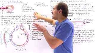 Alveolar Structure and Gas Exchange [upl. by Tertia]