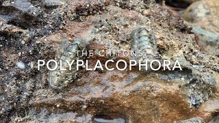 Polyplacophora [upl. by Ahsinaj326]