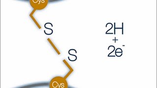 What is a disulfide bond [upl. by Ardis577]