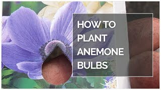 HOW TO PLANT ANEMONE BULBS shorts [upl. by Lleruj]