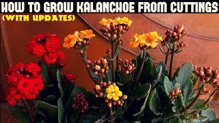 How To Grow Kalanchoe From CuttingsWITH UPDATES [upl. by Eob]