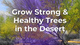 Grow Strong amp Healthy Trees in the Desert [upl. by Leund]