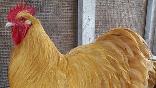 Buff Orpington Chickens  Dual Purpose Gold [upl. by Alial459]