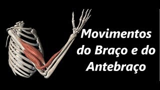 Movimentos do Braço e do Antebraço em 3D [upl. by Adonis]