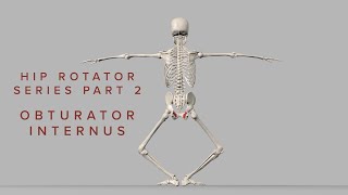 Hip Rotator Series 2 Obturator Internus 3D Animation [upl. by Conlon]