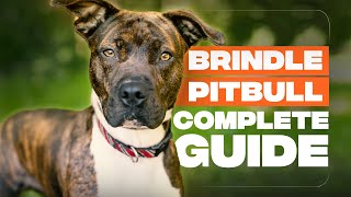 Brindle Pitbull Breed Info Friend Or Foe [upl. by Nnaecyoj]