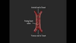 Embriología cardiovascular resumen [upl. by Artenek]