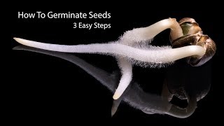 How To Germinate Seeds Fast  3 Simple Steps [upl. by Tomkins]