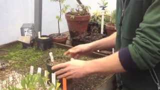 How to Take Cuttings for a Hedge [upl. by Skricki]