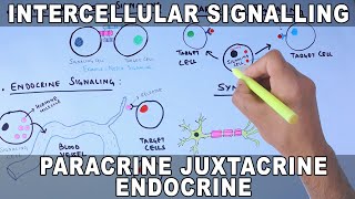 Intercellular Signalling  Cell to Cell Communication [upl. by Lowis]