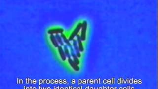 Examination of Binary fission in bacteria [upl. by Onirefes]