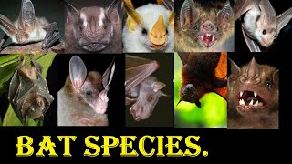 Bat Species  All Bat Species In The World [upl. by Arliene]