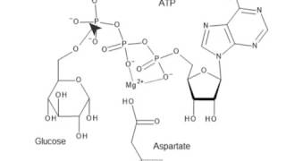 CHEM 407  Glycolysis  1  Hexokinase Mechanism [upl. by Htide926]