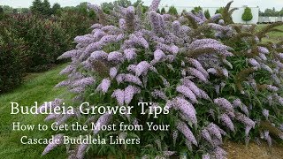 Buddleia Production Tips  Walters Gardens [upl. by Moselle]