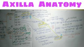 Axilla Anatomy  Part 2  TCML Anatomy Chart [upl. by Atinal]