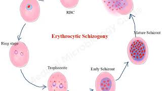 Plasmodium falciparum life cycle animation [upl. by Etteve]