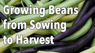 Growing Beans from Sowing to Harvest [upl. by Cherlyn24]