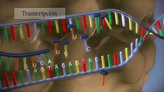 Síntesis de proteínas  Procesos de transcripción y traducción [upl. by Ahsilek]