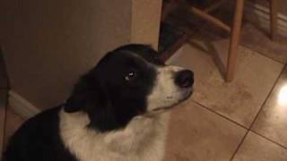 My talking border collie  learning to say quothelloquot [upl. by Yarak101]