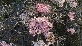 BLACK LACE® Sambucus  Garden Crossings [upl. by Annyahs]