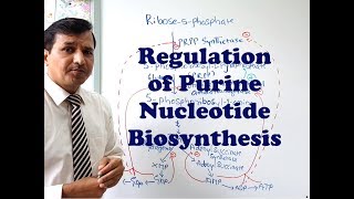 Purine Synthesis Regulation [upl. by Zehcnas]