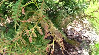 Green Giant Arborvitae Brown Tips [upl. by Ignatia]