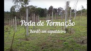 Poda de formação da videira  Bordô em espaldeira [upl. by Eduam]