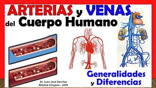 🥇 Arterias vs Venas GENERALIDADES y DIFERENCIAS [upl. by Rankin19]