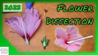 FLOWER DISSECTION Reproduction in Flowering Plants Virtual Lab  Virtual Science Shorts [upl. by Fiore903]