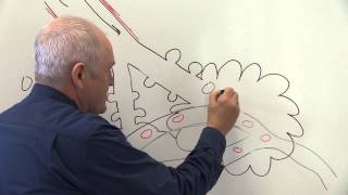 Respiratory System 4 Alveoli and gaseous exchange [upl. by Clarance]