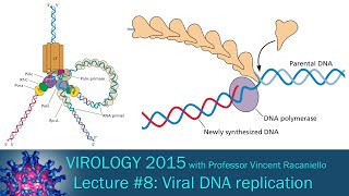 Virology 2015 Lecture 8 Viral DNA Replication [upl. by Aridatha]