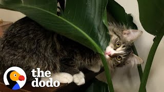 Cat Brothers Love Tormenting Their Dad  The Dodo Cat Crazy [upl. by Turley]