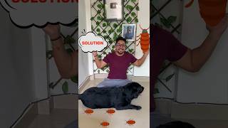 Lucky Ke Ticks Ka Solution Mil Gaya doglover trending lucky [upl. by Ainivad]