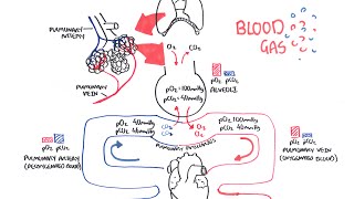 Blood Gases O2 CO2 and ABG [upl. by Koby]