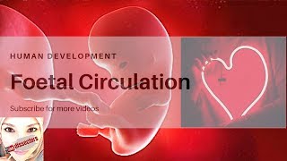 Special embryology  foetal circulation [upl. by Ajnot]