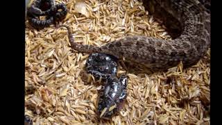 FILHOTES DE COBRA JARARACA Bothrops erythromelas  EXPEDIÇÃO CAATINGA  ALDEMIR OLIVER [upl. by Varhol166]