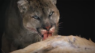 Wildlife on the Nevada National Security Site [upl. by Ramma]