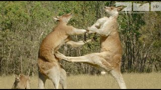 KANGAROO FIGHT [upl. by Murat]