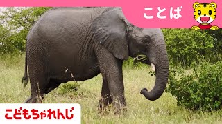 どうぶつのなまえ１・2歳向けこどもちゃれんじぷち【しまじろうチャンネル公式】 [upl. by Grae266]